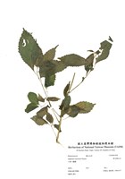 藏品(黃花鳳仙花)的圖片